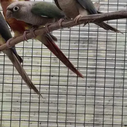 Pyrrhura Molinae Misty Males