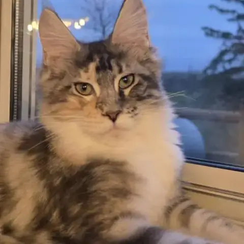 Chaton