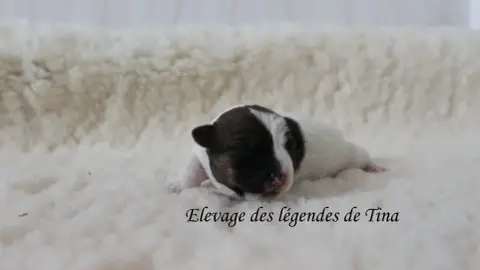 Jack Russell Terrier  Bolt Des Légendes De Tina photo 2