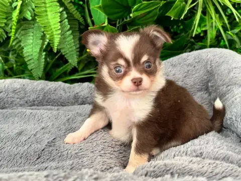 Chihuahua photo 2