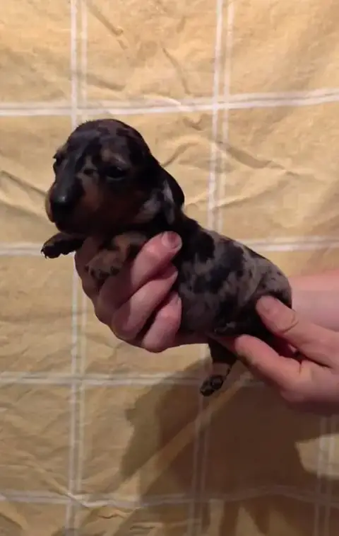 Teckel Poil Ras  Chiot