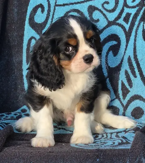 Cavalier King Charles Spaniel  Buddy De La Colline Au 880af