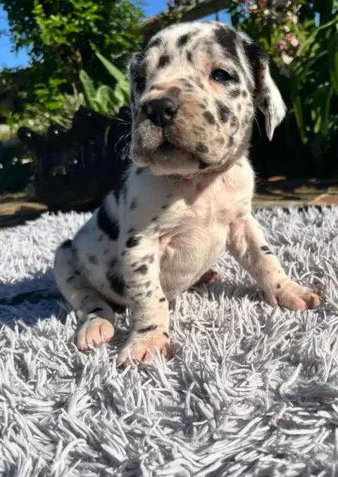 Dogue Allemand  Arlequine Collier Rose Des Terres De  11e35 photo 2