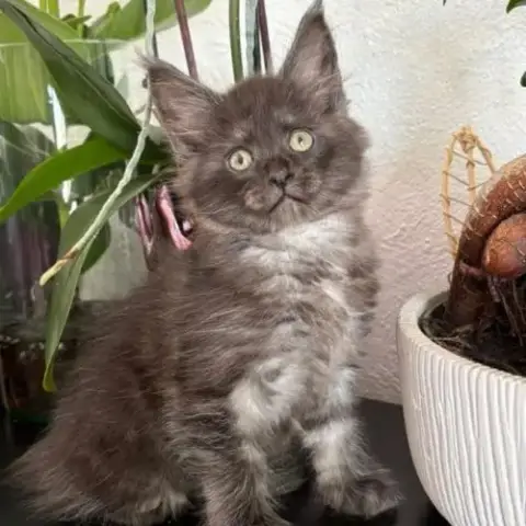 Chaton Maine Coon Loof Femelle