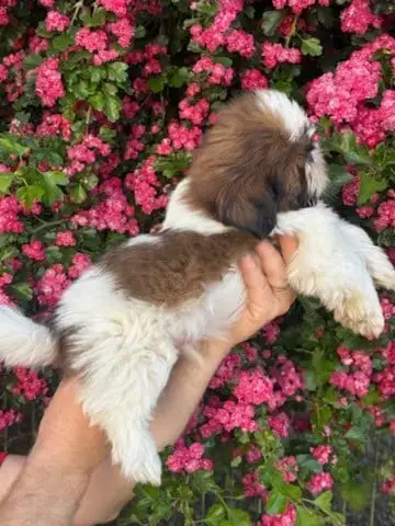 Shih Tzu  Biscuit De La Baronnerie Des Cuillerdier photo 3