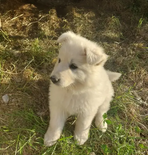 Berger Blanc Suisse  Buzz De La Forêt De Boscodon