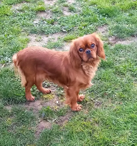 Cavalier King Charles Spaniel  Chiot 3 Du Puits Des S a6997 photo 3