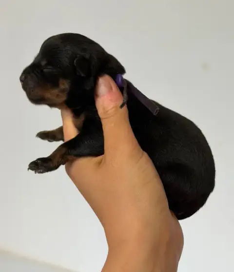 Rottweiler  Femelle Collier Violet Du Domaine Des Dém 00366