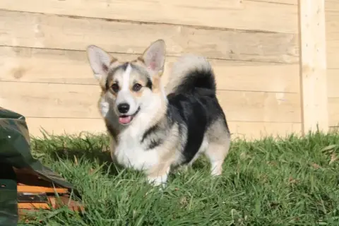 Welsh Corgi Pembroke