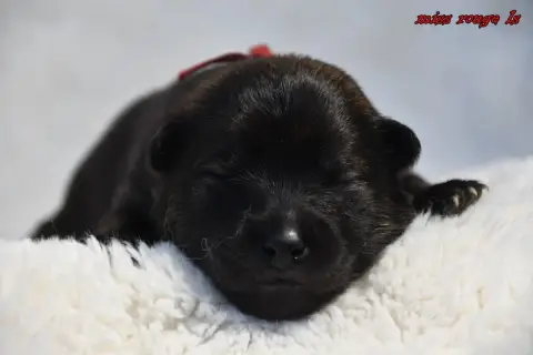 Eurasier  Chiot 4 Des Legendes De Retz photo 2