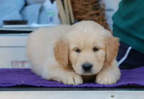 Golden Retriever  Chiot N°8 Vert De Windy'Stia photo 3