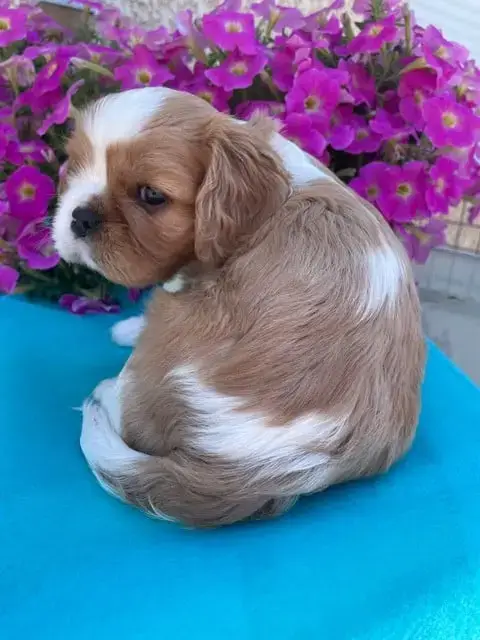 Cavalier King Charles Spaniel  Britney Des Lutins Mal 419ec photo 2