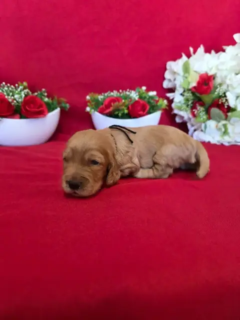 Cocker Spaniel Anglais  B........... Du Domaine De St 35ecd