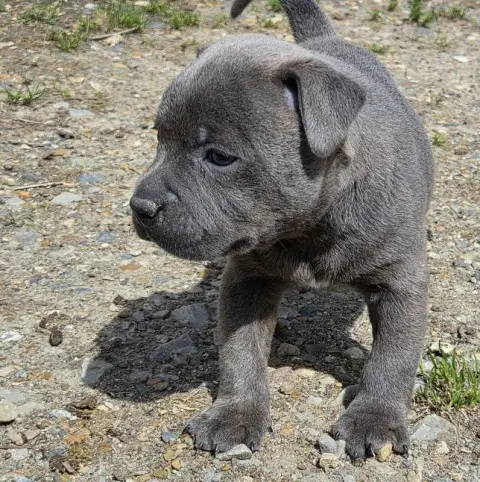 Staffordshire Bull Terrier  Chiot N°2