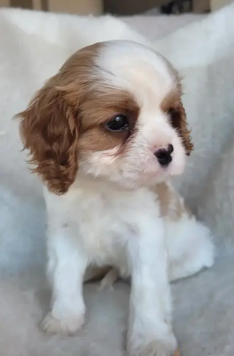 Cavalier King Charles Spaniel  Chiot N°1 Du Domaine D 00aa9 photo 3