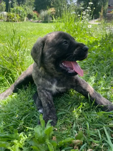 Mastiff  Babouchka Fem Bringee Des Mastiffs D'Enfer a6221