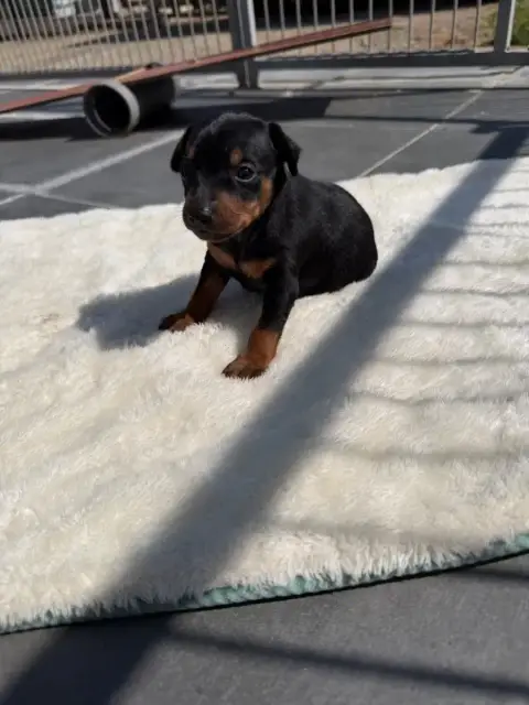 Pinscher Nain  Chiot N°5 photo 2
