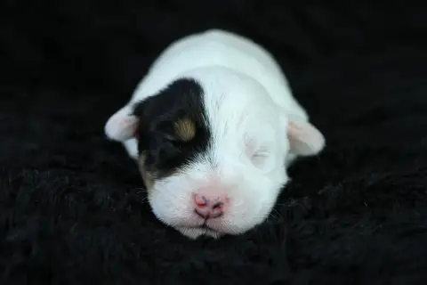 Parson Russell Terrier  Chiot 6 Des Very Important Pa cc224