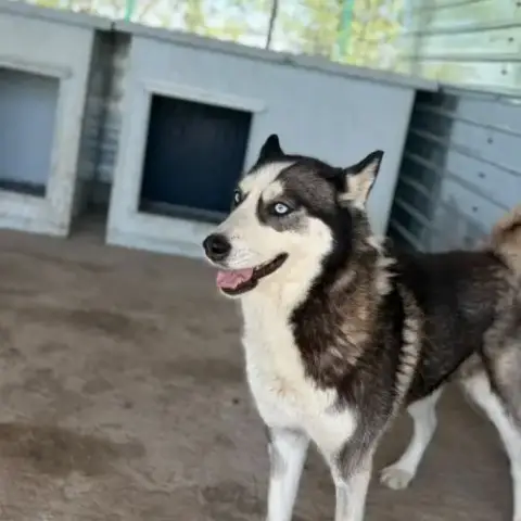 Emma La Husky