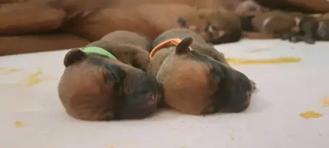 Rhodesian Ridgeback  Bosko Kutamba Familia Nostra