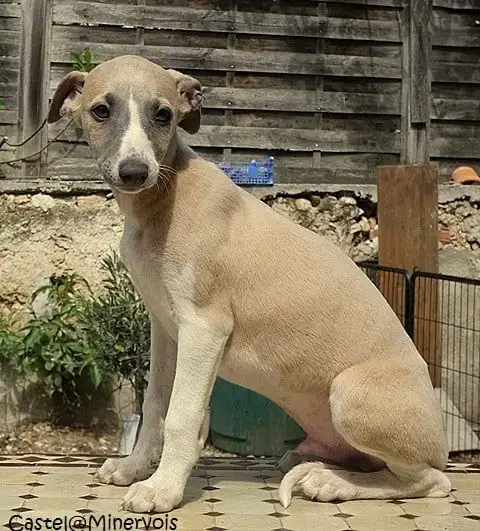 Whippet  Bel Ami Du Castel Minervois photo 2