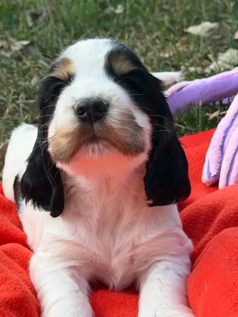 Cocker Spaniel Anglais  Chiot N°1 Du Moulin De Madjur fd9a1 photo 2