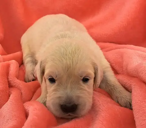 Golden Retriever  Betty photo 3
