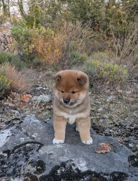 Shiba  Bouba Des Seigneurs D'Orient photo 2