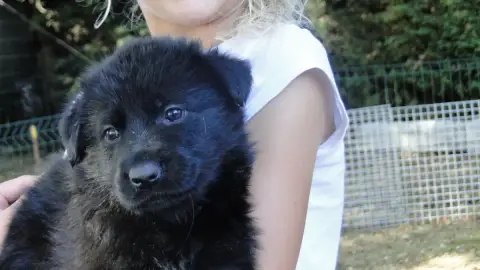 Berger Allemand  Chiot N°11 Du Glaive Noir