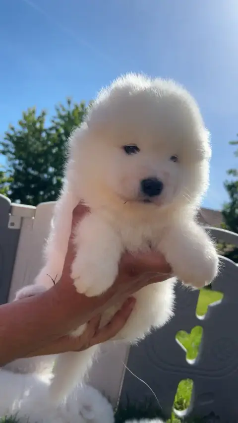 Samoyède  Chiot N°4