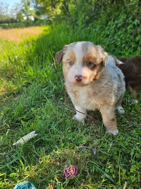 Berger Américain Miniature  Benji Du Hameau De Selcra db6b5