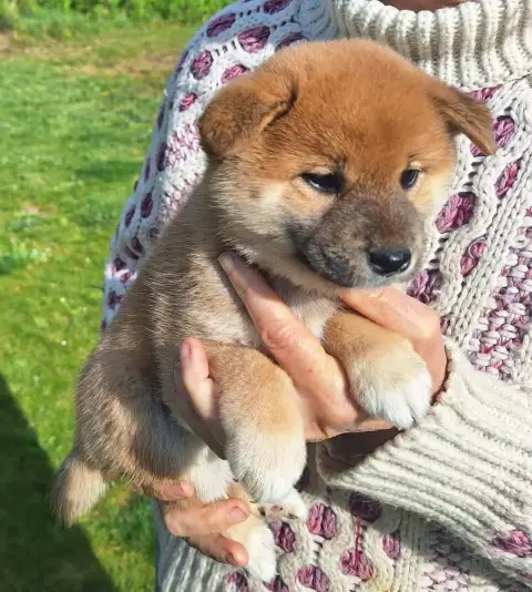 Shiba  Chiot N°7 Du Sceau- photo 2