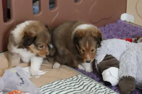 Shetland Sheepdog 
                        Chiot N°2  10b55