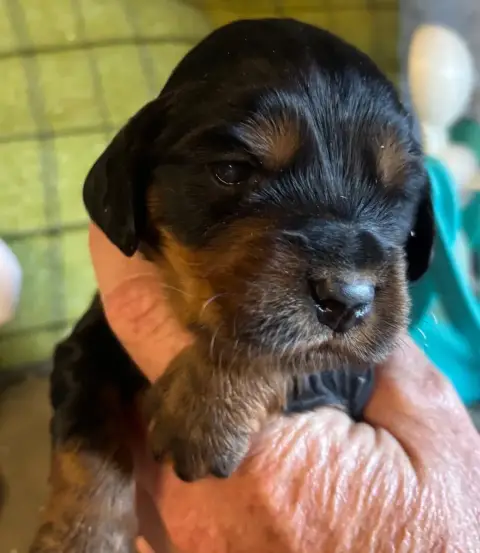 Cocker Spaniel Anglais  B.............. Des Etangs De aff6a
