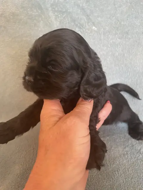 American Cocker Spaniel  Collar Bleu Truly Mine