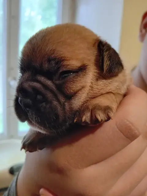 Bouledogue Français  Chiot N°7 Da Cidade Invicta