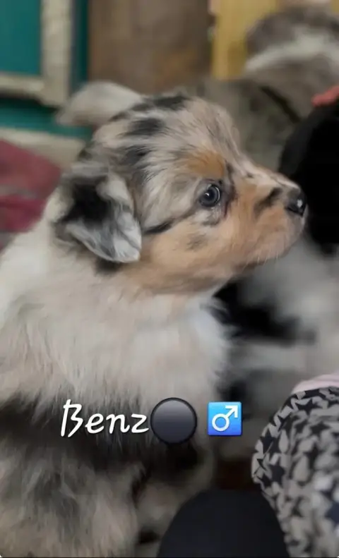 Berger Australien  Benz