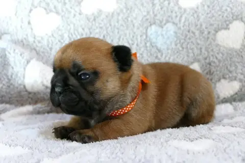 Bouledogue Français  Chiot 4 Du Domaine Des Bastidien 93015 photo 2