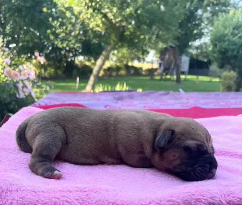 Cane Corso  Sans Collier Du Domaine De La Voie Romain 0a234