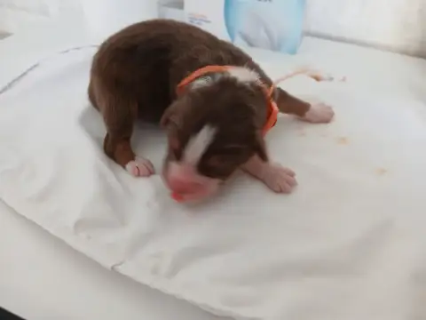 Berger Australien  Collier Orange Du Domaine De La Ti beab6