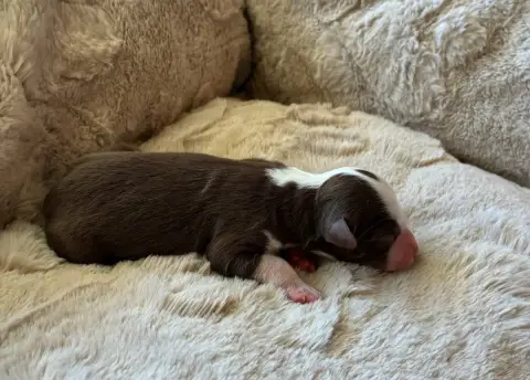 Berger Américain Miniature  Chiot 7 De La Bergerie D' 6e34c