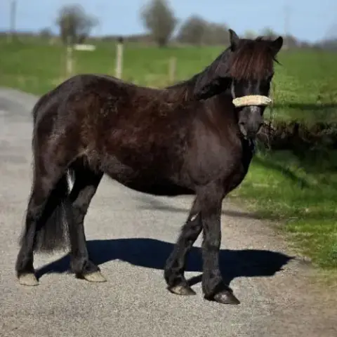 Poulinière Pottock Pp