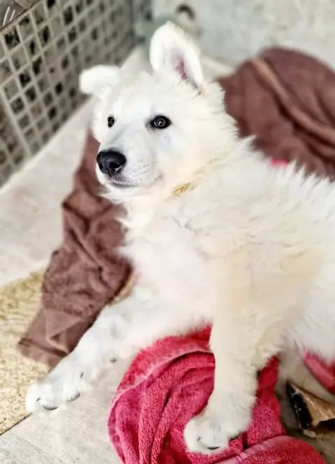 Berger Blanc Suisse  Bella Des Ty Toutous Celtique