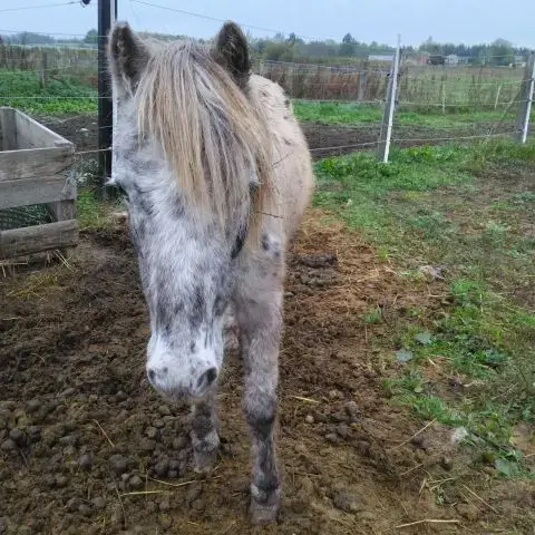 Ponette Type Welsh Apalossa