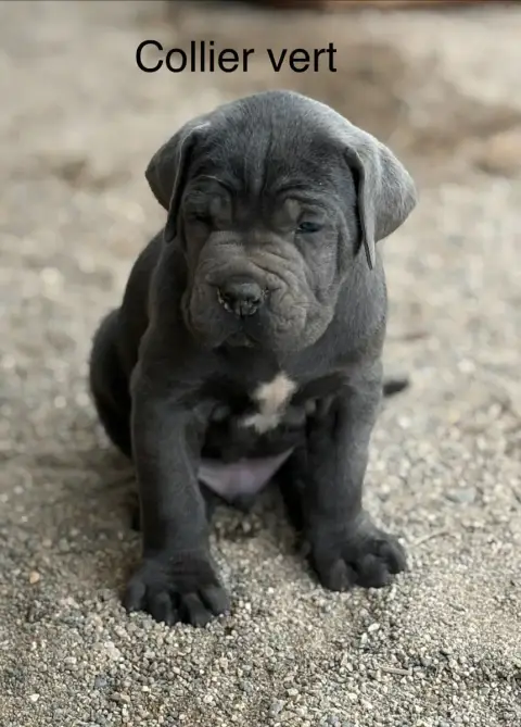Cane Corso  Collier Vert Arvernmolosse