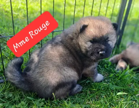 Eurasier  Mlle Rouge Des Racines De Shaïga