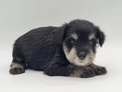 Schnauzer Miniature  Boruto Du Mont De La Chenaie photo 2