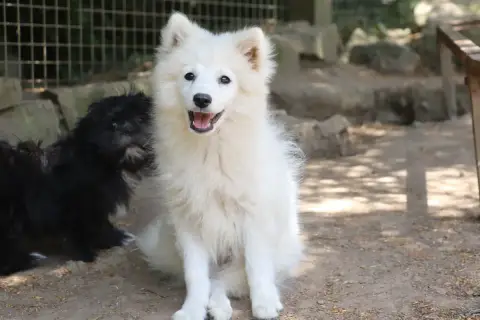 Spitz Japonais 
                        Bouko Der Len e90f7