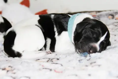 Chien D'Arrêt Allemand À Poil Dur  Baldur Des Arrêts  11a72