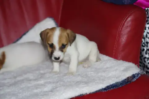 Jack Russell Terrier  Babette A L'Ouest Des Prés De L 48de4